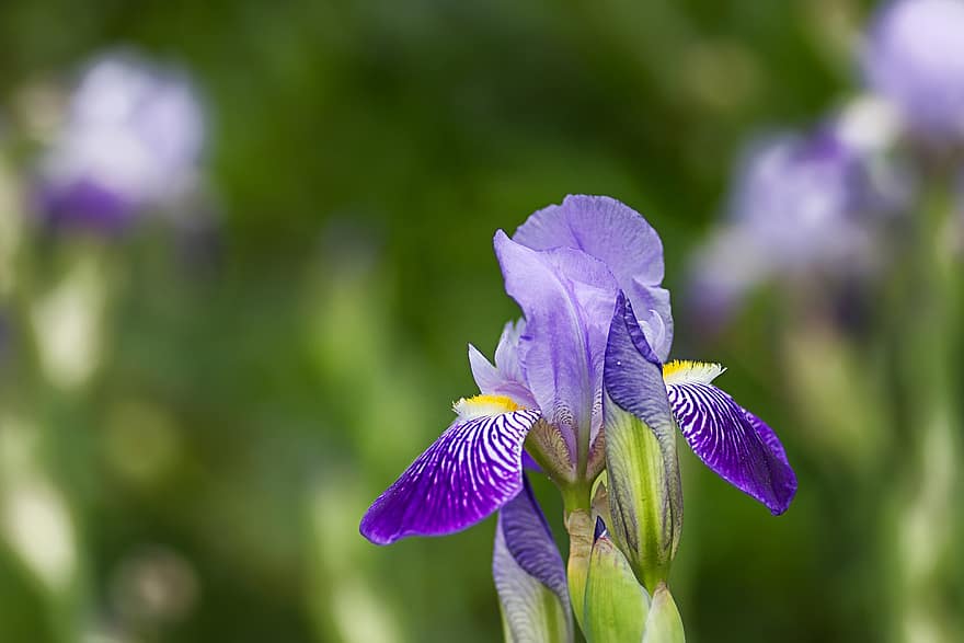 espada lily, iris, flor Purpura, flor, floración, naturaleza, planta, planta ornamental, jardín, de cerca, púrpura