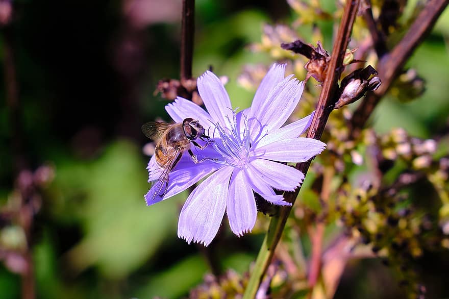 medaus BITĖ, bičių, gėlė, cikorijos, vabzdys, apdulkinimas, violetinė gėlė, žydi, augalų, pobūdį, rudenį