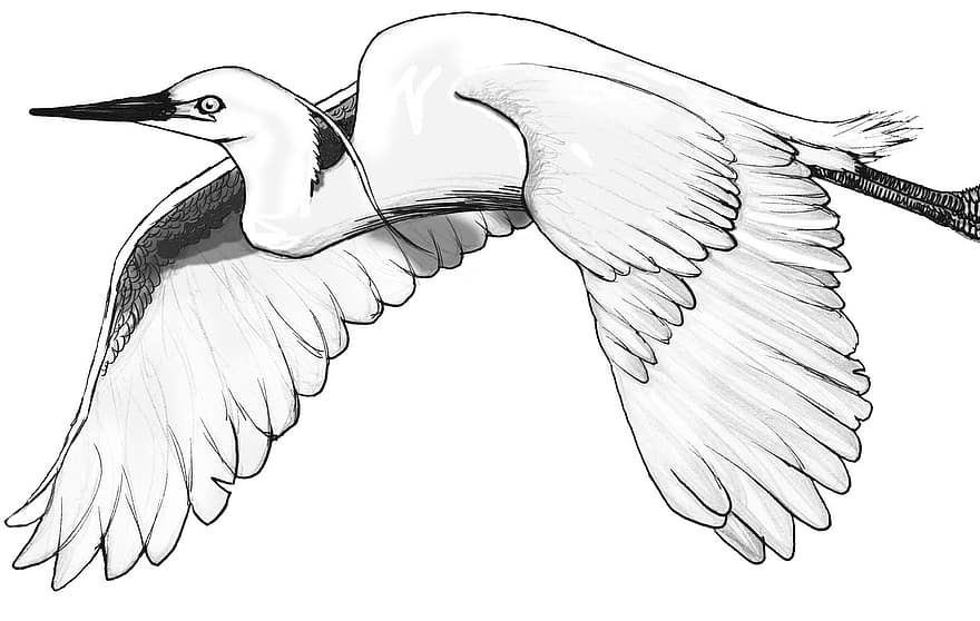 ocell, egreta blanca, garza, vida salvatge, volant, dibuix, naturalesa, il·lustració, vector, ploma, bec