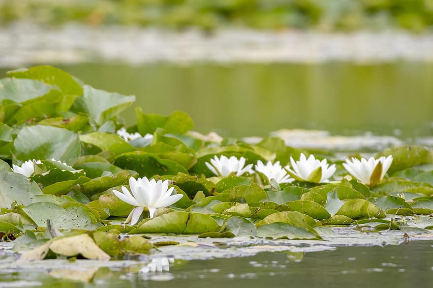 Water Lilies, Flowers, Pond, Lily Pads, Bloom, Blossom, Aquatic Plants, Plants, Flora, Nature