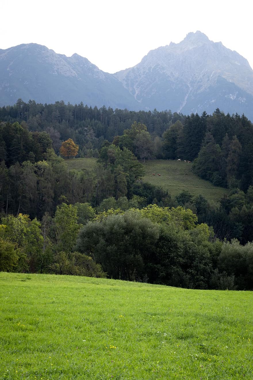 peyzaj, çayır, ağaçlar, dağ, doğa, Tirol