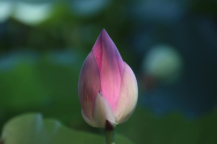 Lotus, Bud, Plant, Water Lily, Aquatic Plant, Flora, Blooming, Blossoming, Nature