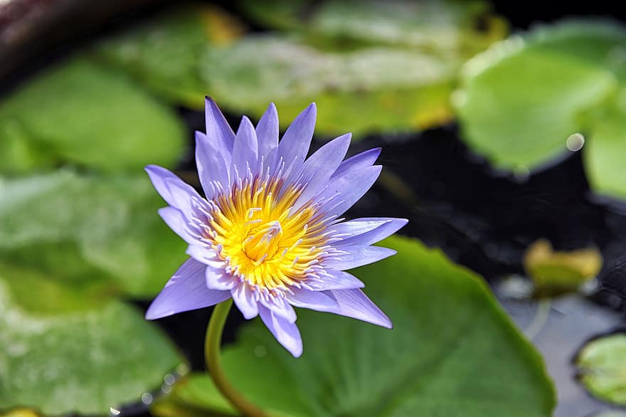 Lotus, Flower, Plant, Water Lily, Purple Flower, Petals, Bloom, Aquatic Plant, Flora, Pond, Spring