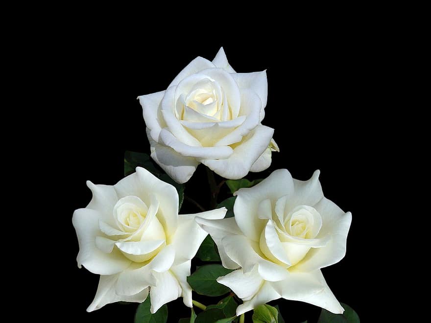 des roses, fleurs, roses blanches, fleurs blanches, pétales, pétales blancs, Floraison, fleur, flore, plante