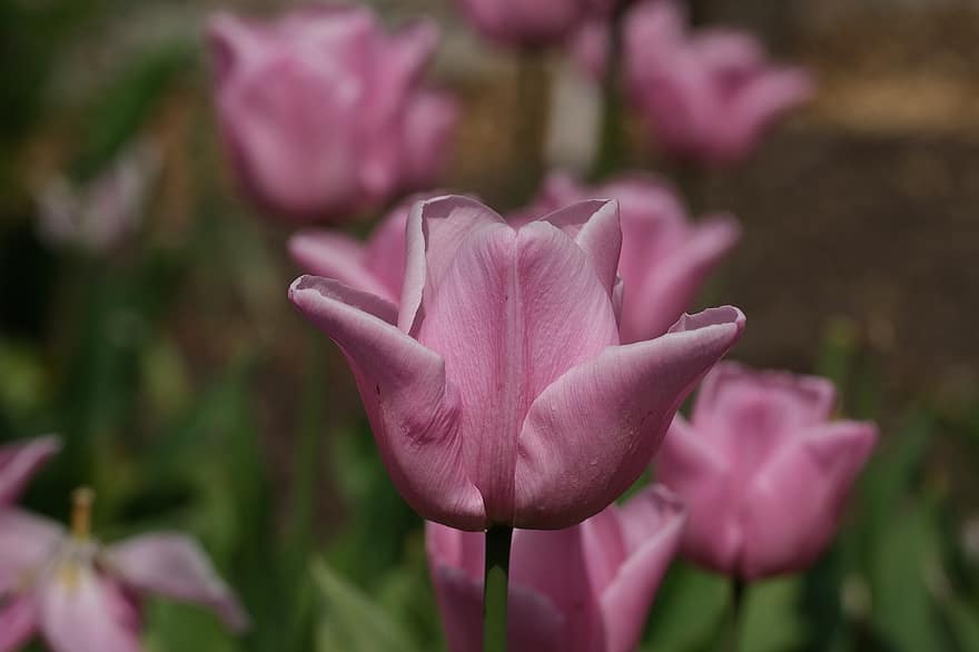 blomster, tulipaner, petals, rosa, anlegg, natur, blomst, blomsterhodet, tulipan, petal, nærbilde