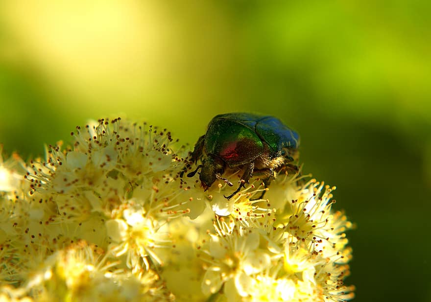 Rose Beetle, Beetle, Insect, Nature, Blossom, Bloom, Close Up, Plant, Iridescent, Spring, Flower