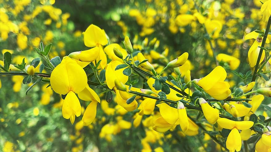 gule blomster, blomster, natur, Skov, Busk, Żarnowiec, Polen, gul, sommer, blad, plante