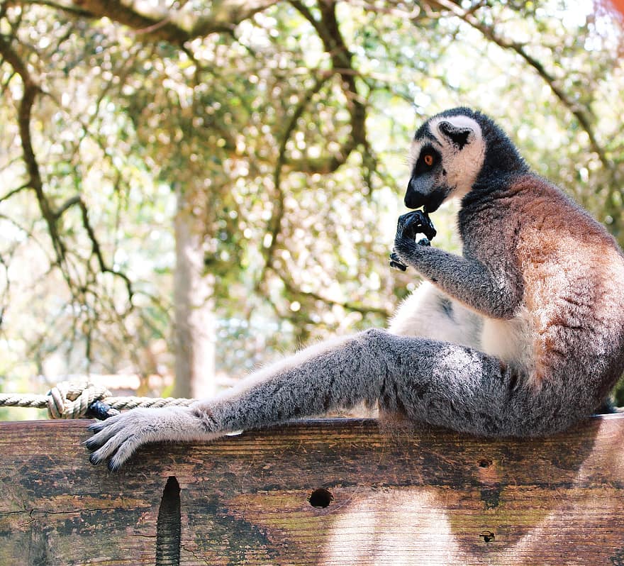 lemurs, dzīvnieku, savvaļas dzīvnieki, primāts, zīdītāju, Madagaskara, džungļos, tuksnesī, lietus meži