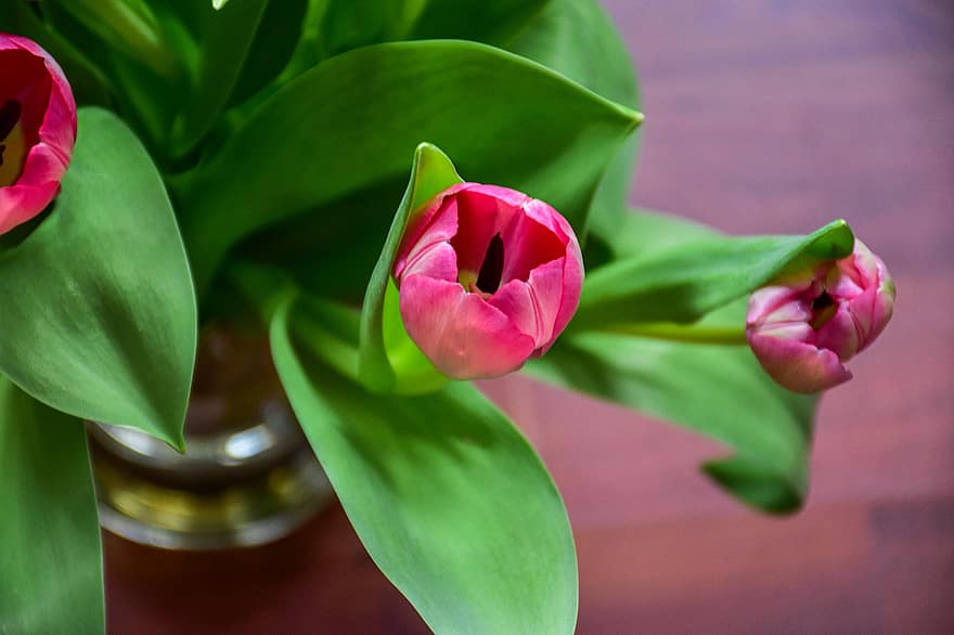 tulipes, fleur, printemps, flore, bouquet de fleurs, Floraison, plante, feuille, fermer, couleur verte, fraîcheur