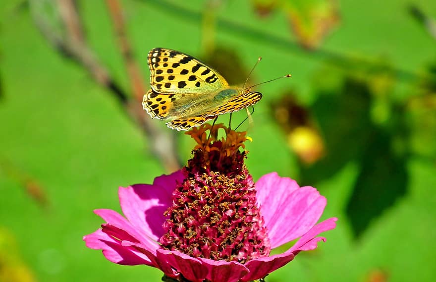papillon, insecte, zinnia, fleur, macro, la nature, été, ailes, jardin