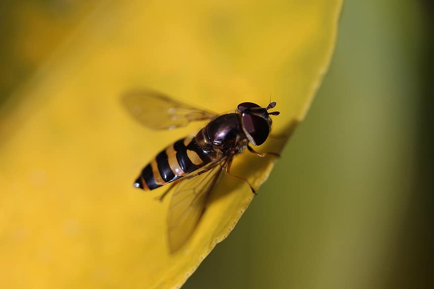 hoverfly, sirfidi lentää, hyönteinen, yhdistetyt silmät, raidat, hyönteistiede, puutarha