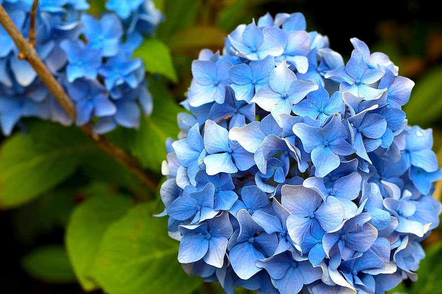 flori, hortensie, albastru, petale, floră, a închide, frunze, plantă, vară, floare, prospeţime
