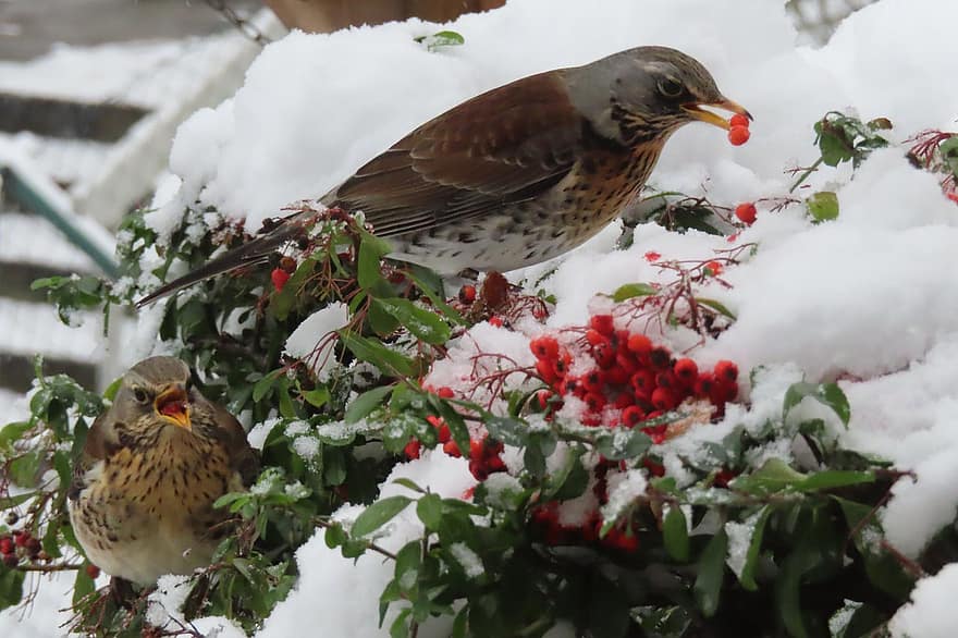 burung, mencekik, musim dingin, mencari makan, paruh, bulu, binatang di alam liar, salju, cabang, merapatkan, mengamati burung
