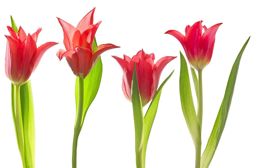 tulipanes, rojo, las flores, tulipanes rojos, Flores rojas, floración, flor, flora, primavera