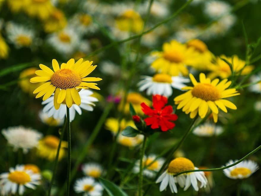 Flowering, Group, Yellow, Meadow, Nature, Grass, Flora, White