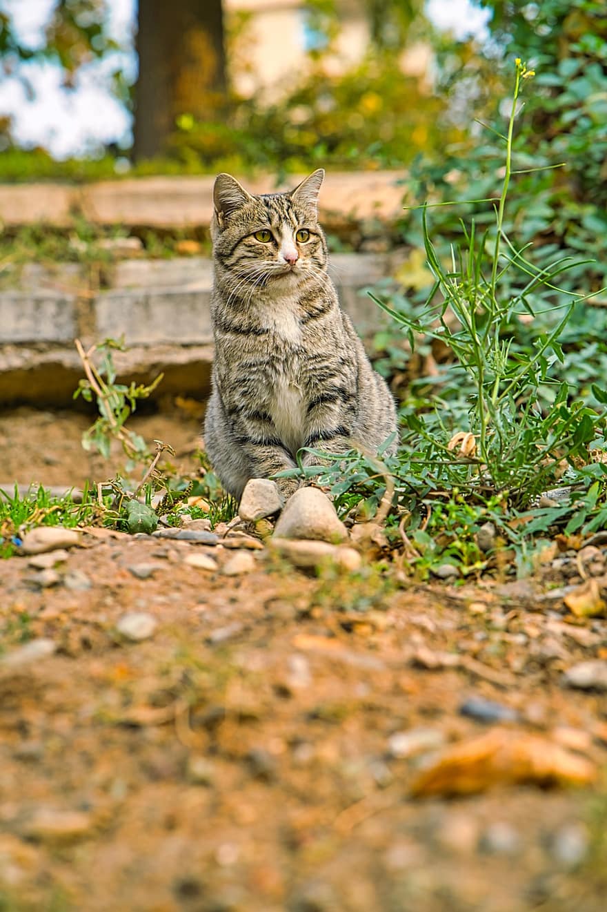 kucing, kucing persia, taman, membelai, licik, kucing rumahan, binatang dalam negeri, di luar rumah, hewan peliharaan, imut, anak kucing