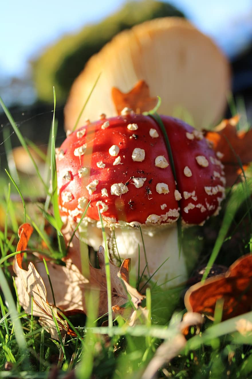 гриб, грибок, мухомор, пластинчатый гриб, поганка, крупный план, трава, лес, зеленого цвета, время года, осень