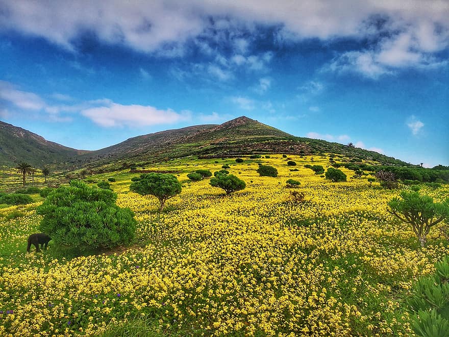blomst eng, buske, bakke, Mark, eng, planter, landskab, naturskøn, natur, Lanzarote