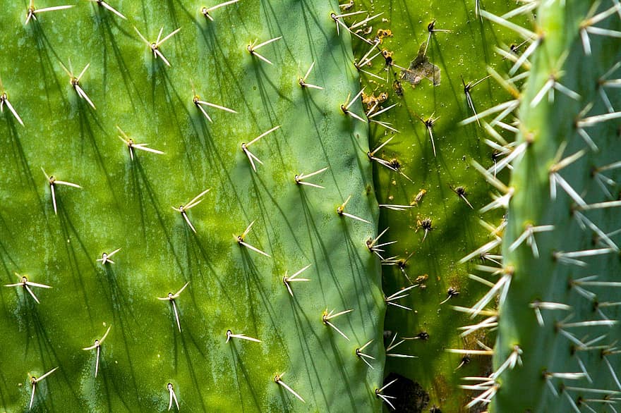 Prickly Pear, Cacti, Plant, Thorns, Prickly, Green, Succulent, Desert, Nature, Texture, Closeup