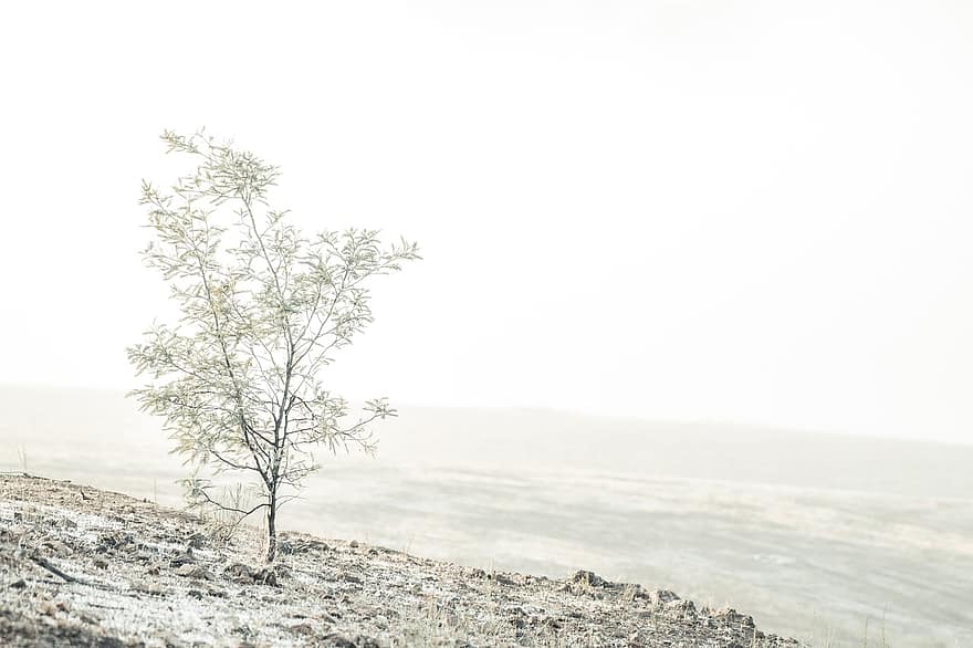 árbol de zarzo, escarcha, escarchado, amanecer, niebla, brumoso, blanco, invernal, invierno, paisaje, estado animico