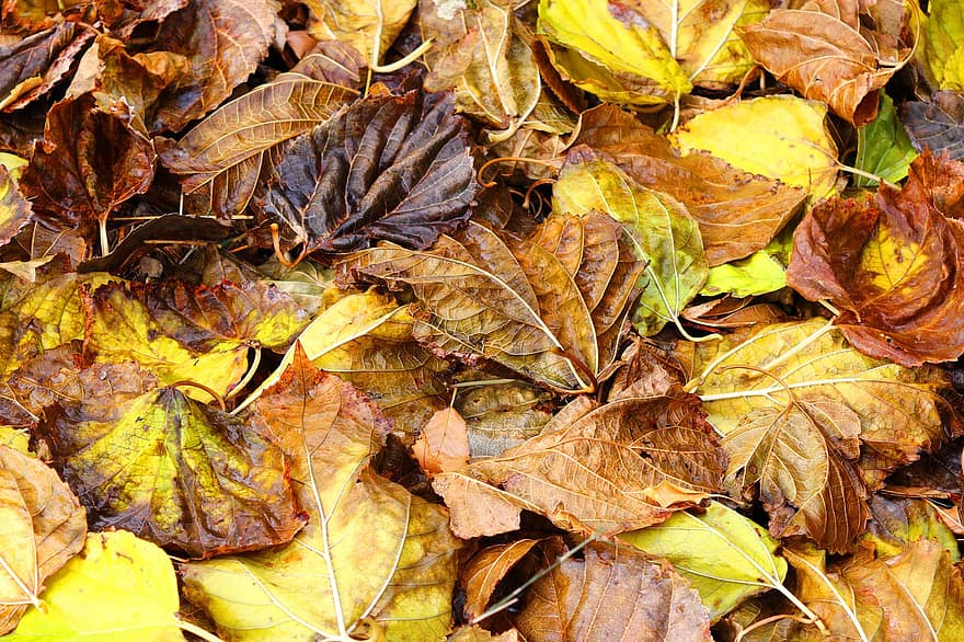 осінь, листя, осінні листки, осіннє листя, осінні кольори, осінній сезон, опале листя, ліс, природи