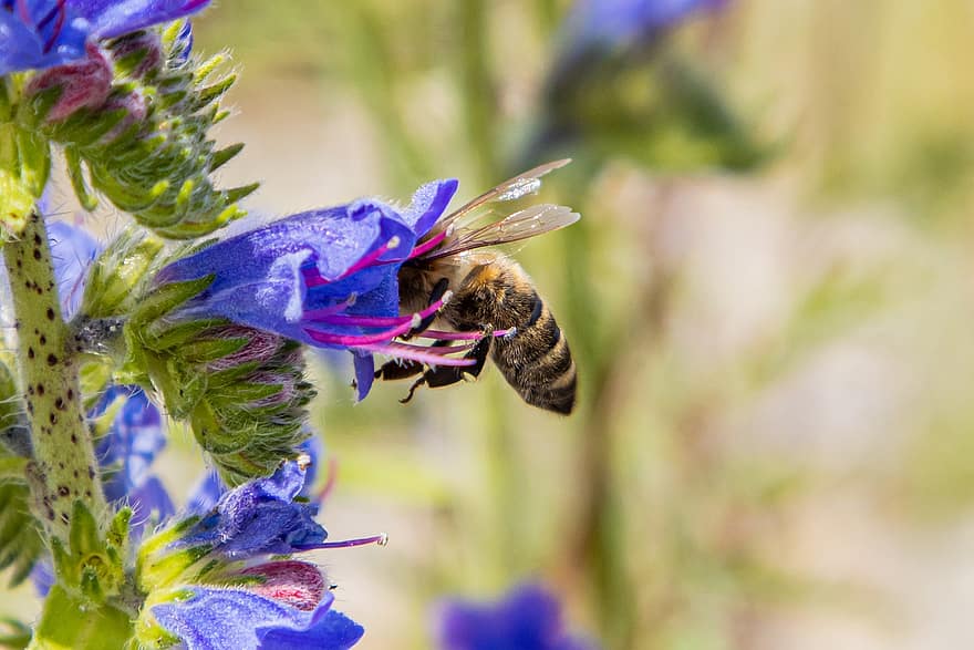 bi, blomma, pollinering, insekt, entomologi, natur, nektar, vingar