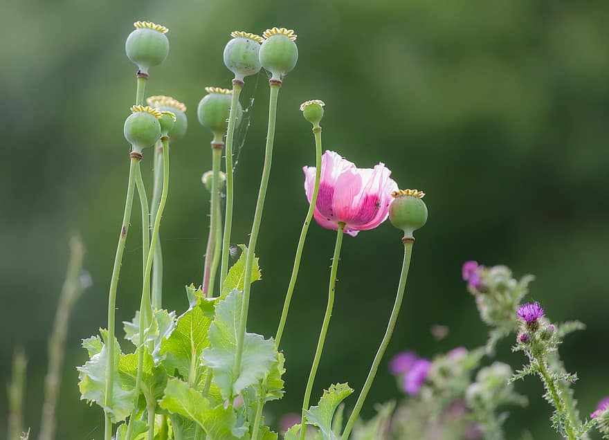opium poppy, opium ungu, opium, candu, heroin, bunga, liar, di luar ruangan, warna, musim panas, gurun