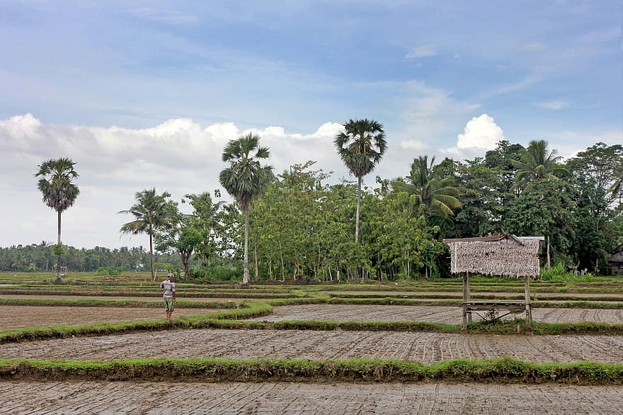 rijstvelden, landerijen, landbouw, farm, landelijke scène, boom, groene kleur, tropisch klimaat, gras, rijstveld, landschap
