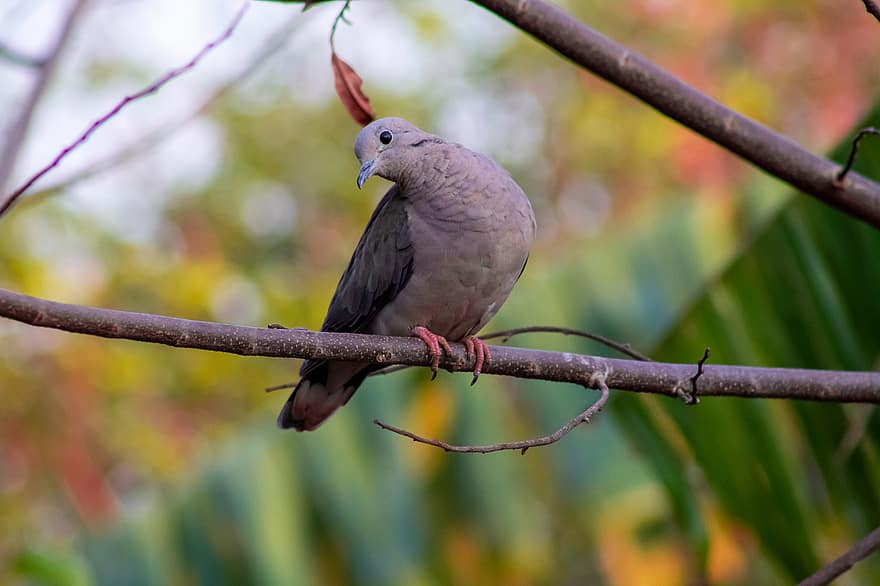 bird, ruddy ground dove, feathers, animal, nature, beak, feather, branch, outdoors, animals in the wild, close-up