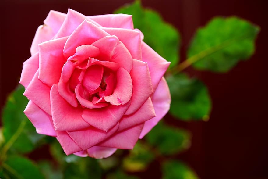 rosa, flor, rosa rosa, flor de roses, pètals, pètals de rosa, florir, flora, naturalesa