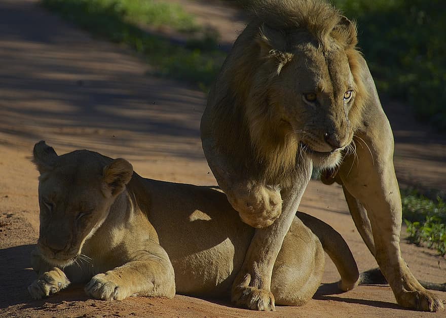 oroszlán, nőstény oroszlán, tarangire nemzeti park, természet, vadvilág, tanzania, vadon, szafari, macskaféle, Afrika, vadon élő állatok