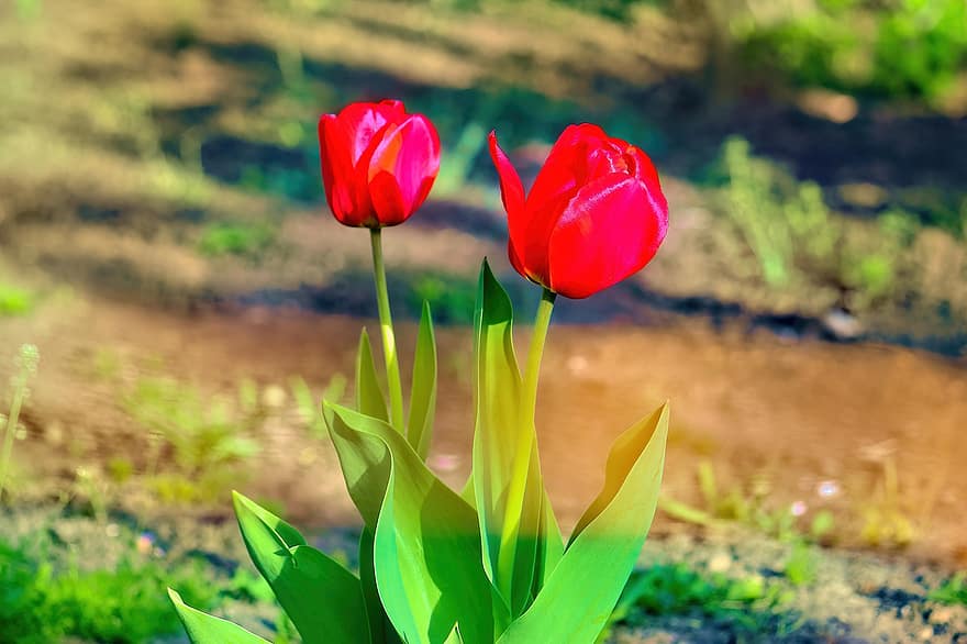 Tulpen, Blumen, Pflanzen, rote Tulpen, rote Blumen, Blütenblätter, blühen, Blätter, Frühling, Garten, Natur