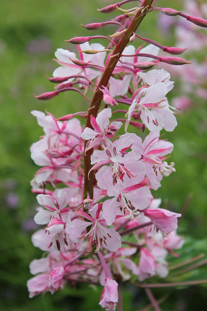 Willowherbit, kukat, Epilobiums, pieniä kukkia, vaaleanpunaiset terälehdet, kukka, kukinta, kasvisto, luonto