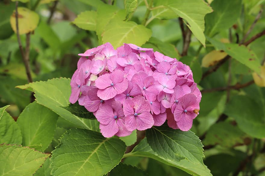Natural, Plant, Flowers, Hydrangea, Red, Pink