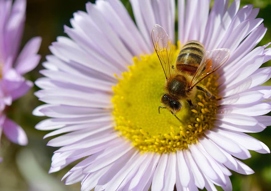 ape, insetto, fiore, impollinazione, petali, pianta, giardino, natura, macro, avvicinamento, estate