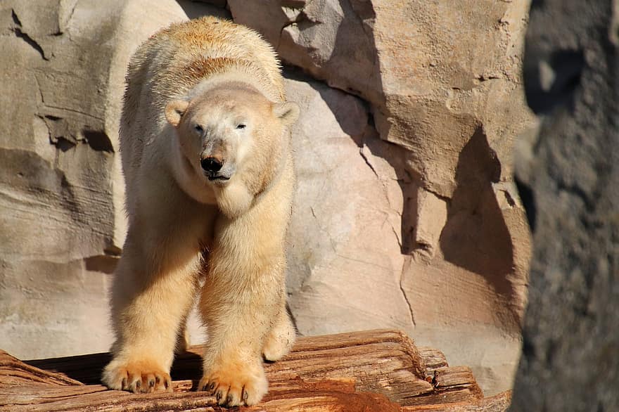 Niedźwiedź polarny, zwierzę, dzikiej przyrody, Niedźwiedź, ssak, fauna, pustynia