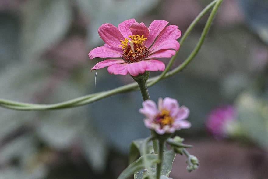 roz flori, grădină, zinnia