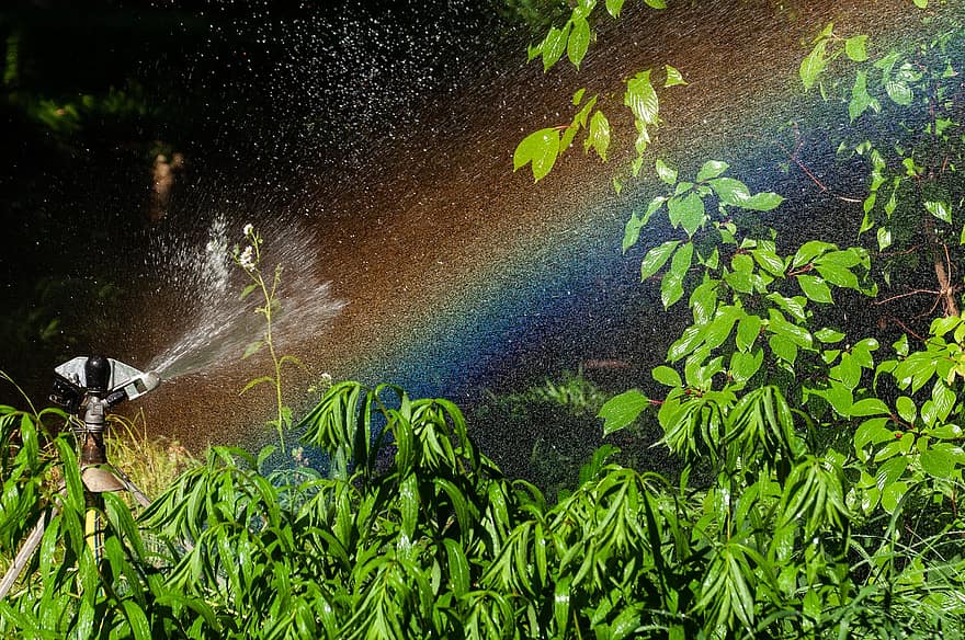 Wassersprinkler, Regenbogen, Pflanzen, Wasser, Wassertropfen, Bewässerung, Gartenarbeit, grüne Farbe, Sommer-, nass, Blatt