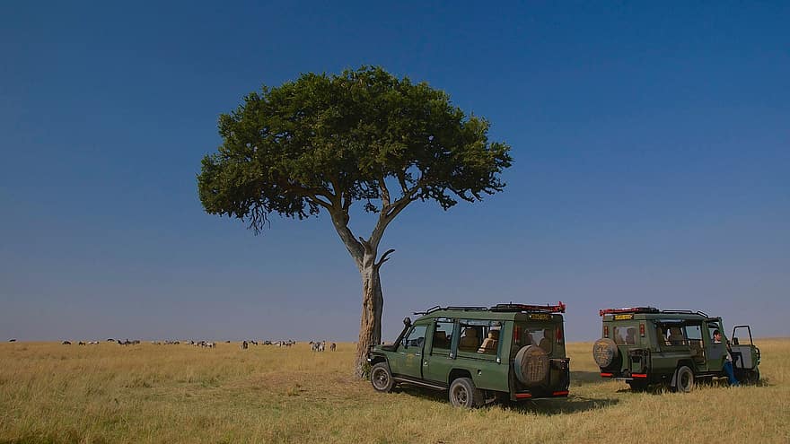 Safari, Africa, Tourism, Wildlife Photography, Adventure Travel, Nature Tourism, Savanna, Masai Mara, Zebras, Wildebeest, car