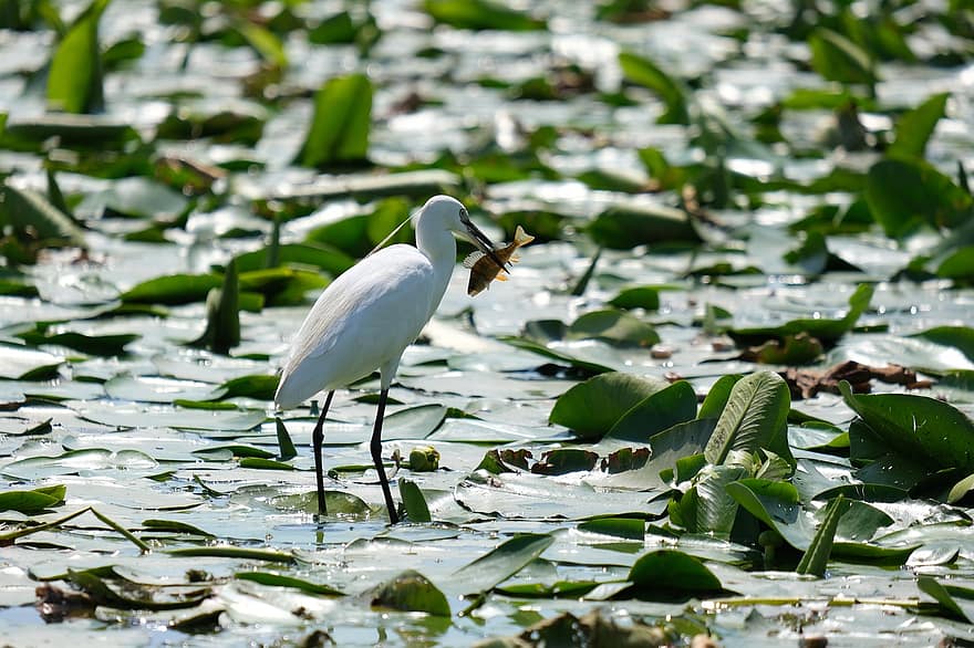 Little Egret, Bird, Fish, Swamp, Lake, Pond, Leaves, Plants, Birdwatching, Conservation, Danube Delta