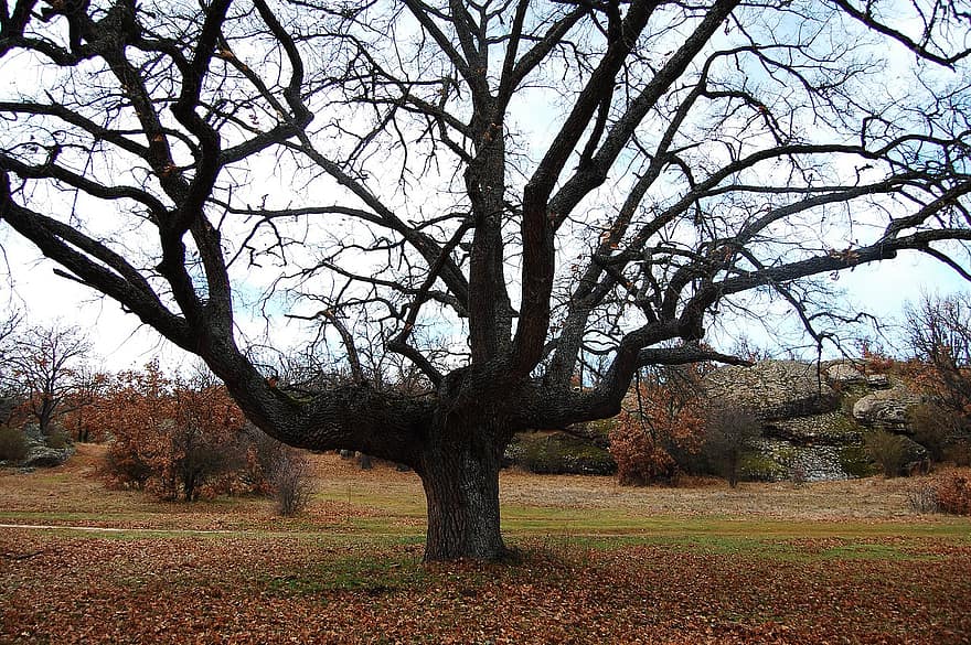 Oak, Tree, Fall, Autumn, Branches, Leaves, Foliage, Field, Landscape