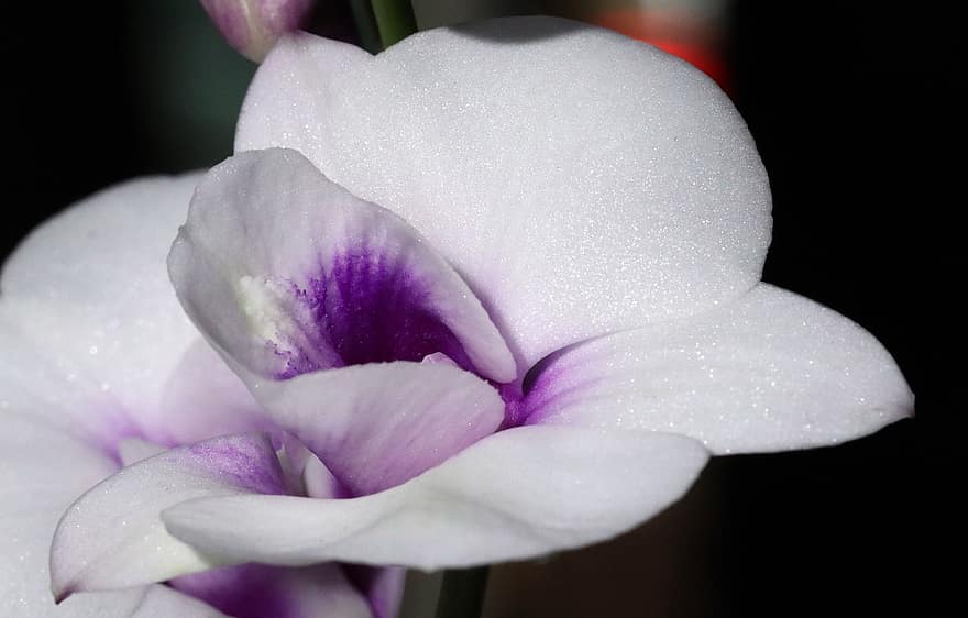 orchidea, fiore, dendrobium, fiore bianco, petali, petali bianchi, fioritura, fiorire, flora, natura
