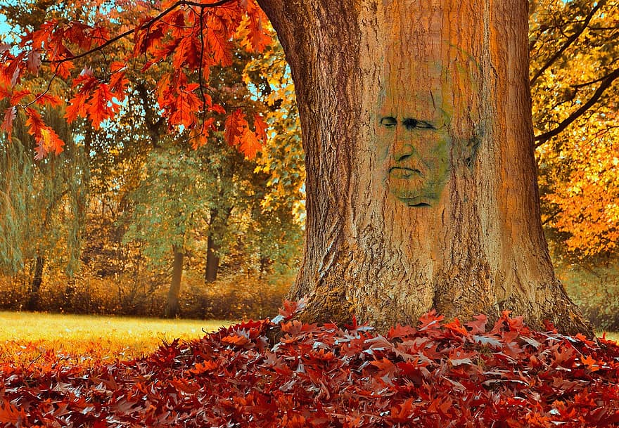 الخريف ، منتزه ، شجرة ، لحاء الشجر ، وجه الصورة