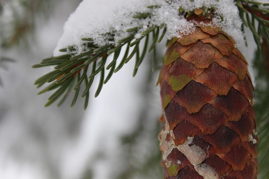 nåletrækegle, sne, vinter, frost, kold, grannåle, gran, natur, tæt på, nåletræ, træ