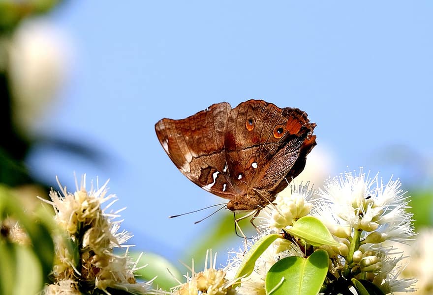 kupu-kupu, menyerbuki, bunga-bunga, Dolleschallia Bisaltide, penyerbukan, serangga, serangga bersayap, sayap kupu-kupu, berkembang, mekar, flora