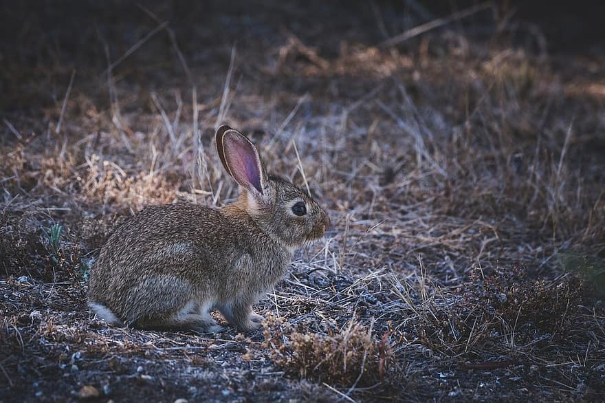 Rabbit, European Rabbit, Oryctolagus Cuniculus, Animal, Mammal, Long Eared, Rabbit Ears, Wild Rabbit, Wild, Easter Bunny, Fur