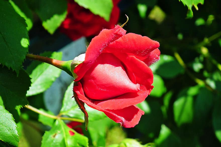 flor, Rosa vermella, flor vermella, rosa, jardí, primavera, naturalesa, full, primer pla, planta, pètal