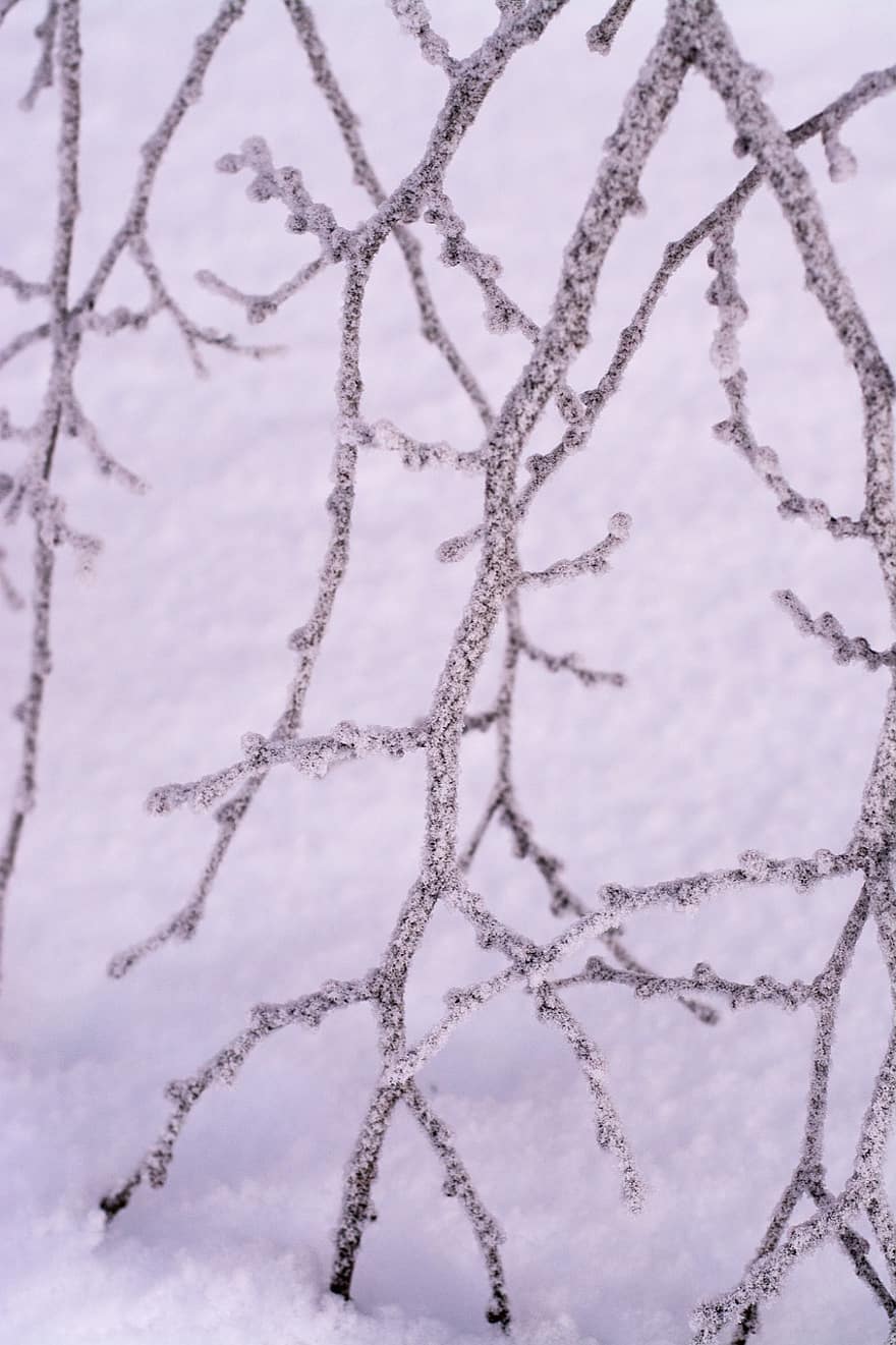 Branches, Winter, Snow, Frozen, Wintertime, Cold, Nature, backgrounds, tree, branch, season