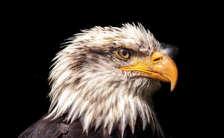 Águia careca, Adler, pássaro, Águia, fotografia de aves, animal, mundo animal, Ave de rapina, raptor, brasão de pássaro, EUA