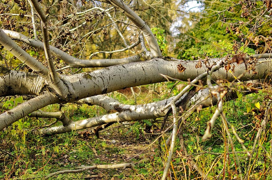 troncos de árboles, otoño, bosque, árboles caídos